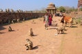 Local people walking around Ranthambore Fort amongst gray langurs, India