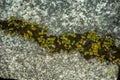 Local plant life in mountains in Folgefonna National Park in Norway. Royalty Free Stock Photo