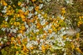 Local plant life in mountains in Folgefonna National Park in Norway. Royalty Free Stock Photo