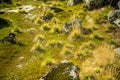 Local plant life in mountains in Folgefonna National Park in Norway. Royalty Free Stock Photo
