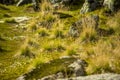 Local plant life in mountains in Folgefonna National Park in Norway. Royalty Free Stock Photo