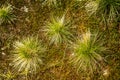 Local plant life in mountains in Folgefonna National Park in Norway. Royalty Free Stock Photo