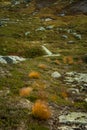 Local plant life in mountains in Folgefonna National Park in Norway. Royalty Free Stock Photo