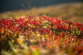 Local plant life in mountains in Folgefonna National Park in Norway. Royalty Free Stock Photo