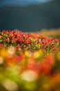 Local plant life in mountains in Folgefonna National Park in Norway. Royalty Free Stock Photo