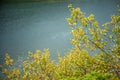 Local plant life in mountains in Folgefonna National Park in Norway. Royalty Free Stock Photo