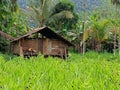 local residents\' houses in OYAA village, WONDAMA city, West PAPUA Province