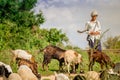 Local shepherd with his flock. Royalty Free Stock Photo