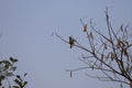 Bulbul on a cleat mid-afternoon fall