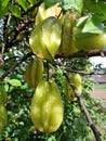 local star fruit, thrives and bushy in Indonesia. the taste tends to be fresh sweet and sour