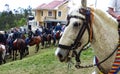 Local teams play with many horses traditional game Skirmish, Ecuador