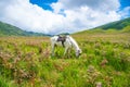 A local Tenggerese horse at Bromo