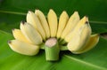 Local Thai Banana