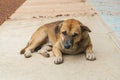 Local Thai brown dog lying on concrete ground Royalty Free Stock Photo