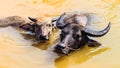 Local Thai Buffaloes are in Swamp Royalty Free Stock Photo