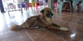 the local thai dog live in zhan style temple Royalty Free Stock Photo