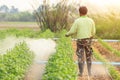 Local Thai farmer or gardener spraying chemical in Marigold flow