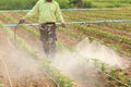 Local Thai farmer or gardener spraying chemical in Marigold flow