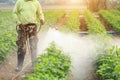 Local Thai farmer or gardener spraying chemical in Marigold flow