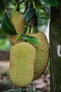 Local Thai fruit is Champedak