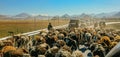 Local Tibetan farmers lead a herd of cattle down road and create a traffic jam