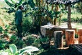 A local tobacco farmer stands in the shade in Vinales, Cuba.