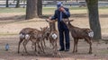 Local Tourists Feeding Sika Deer At Nara Park, Japan Royalty Free Stock Photo