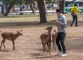 Local Tourists Feeding Sika Deer At Nara Park, Japan Royalty Free Stock Photo