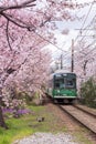 A local train running pass cherry blossom trees in Kyoto, Japan Royalty Free Stock Photo