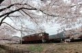 A local train traveling on rail tracks with flourishing sakura cherry blossoms lining up along the railway ~ Spring scenery Royalty Free Stock Photo