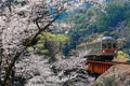 A local train traveling on a railroad bridge by a flourishing cherry blossom Sakura tree near Sasamado Station