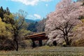 A local train travels on a bridge by a flourishing cherry blossom Sakura tree near Kawane Sasamado