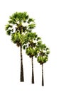 Group of Sugar palm trees isolated on white background. Royalty Free Stock Photo