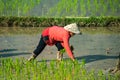 Local villagers working in a rice field in the Champasak valley, Laos