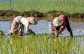 Local villagers working in a rice field in the Champasak valley, Laos