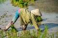 Local villagers working in a rice field in the Champasak valley, Laos