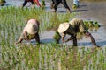 Local villagers working in a rice field in the Champasak valley, Laos