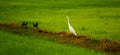 Local white bird, Great egret and mynas bird walking around organic rice field in countryside. Royalty Free Stock Photo
