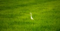 Local white bird, Great Egret walking around in organic rice field and watching for food, little insects and shell.