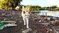 Local white cat walking alone on the ground Royalty Free Stock Photo