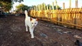 Local white cat walking alone on the ground Royalty Free Stock Photo