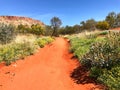 Northern territory wildflowers in bloom in the rich red soil