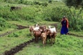Local woman with her goats