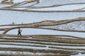 Local woman walking along rice paddies, Yuanyang rice terraces, Duoyishu, Yunnan, China