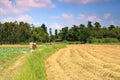 Local woman walking on the trail by field Royalty Free Stock Photo