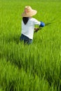 Local woman working in rice paddy Royalty Free Stock Photo