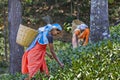 Women picking tea leaves, Nuwara Eliya, Sri Lanka