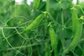 Locally grown green pea in organic garden Royalty Free Stock Photo