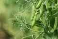 Locally grown green pea in organic garden Royalty Free Stock Photo