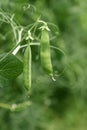 Locally grown green pea in organic garden Royalty Free Stock Photo